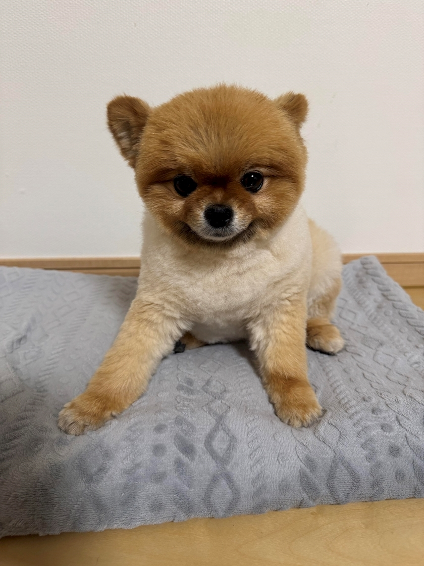 紬 むぎ