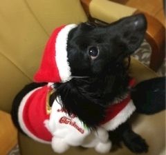 りえ