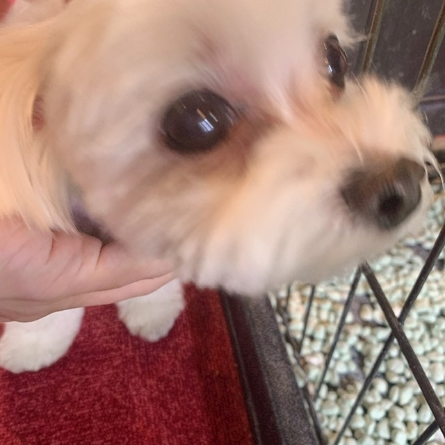 なな