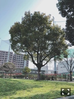 ひかり