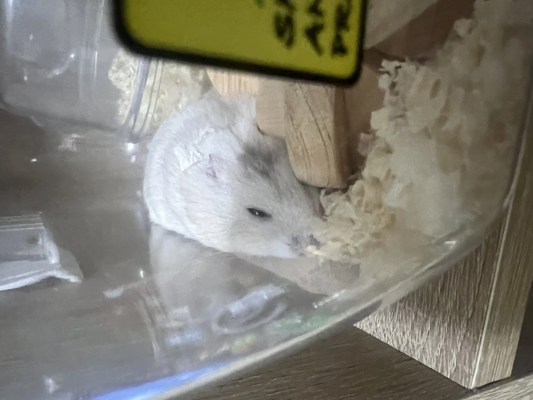 みゅん