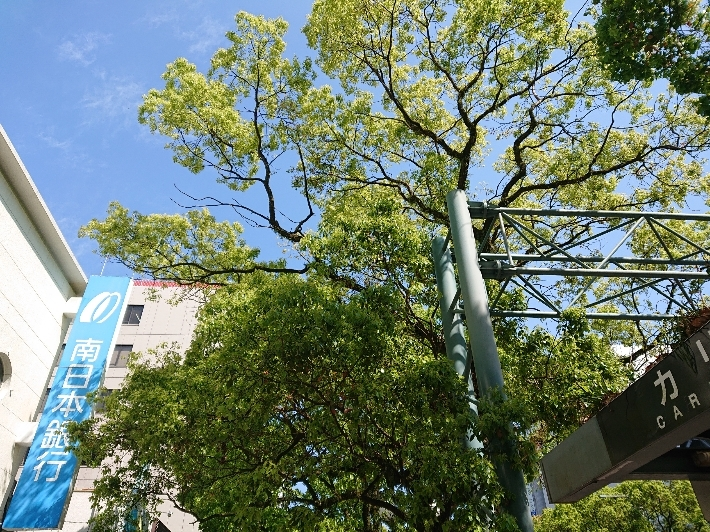 五条 椿
