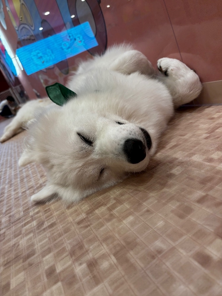ほのか