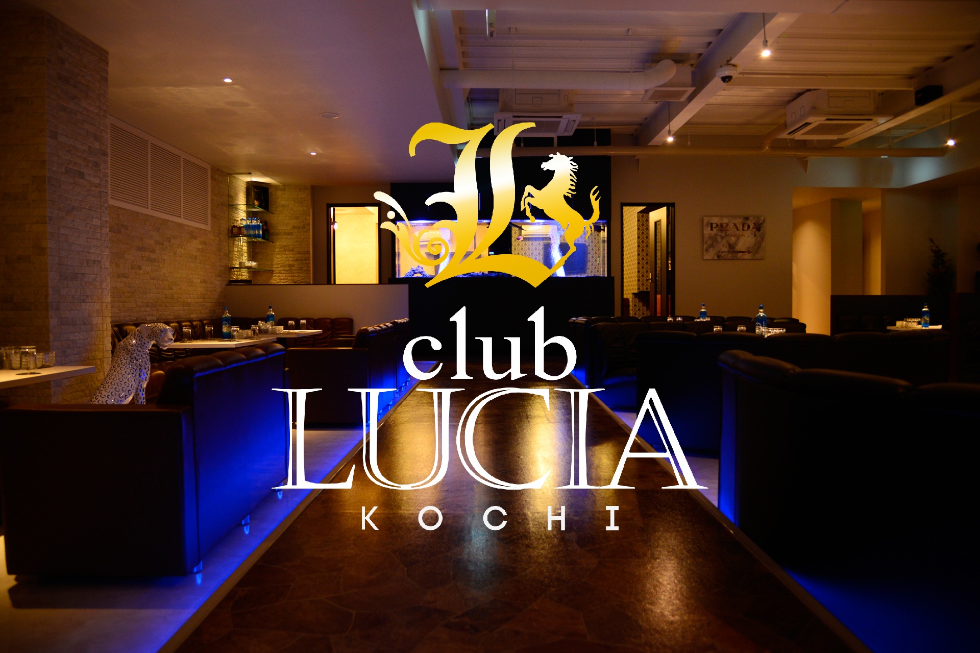 Club Lucia Kochi ルチア 高知市帯屋町 キャバクラの求人情報 ナイスタ求人