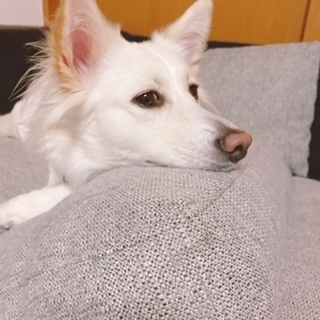 京 さゆみ