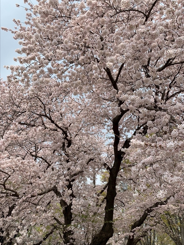 れみ