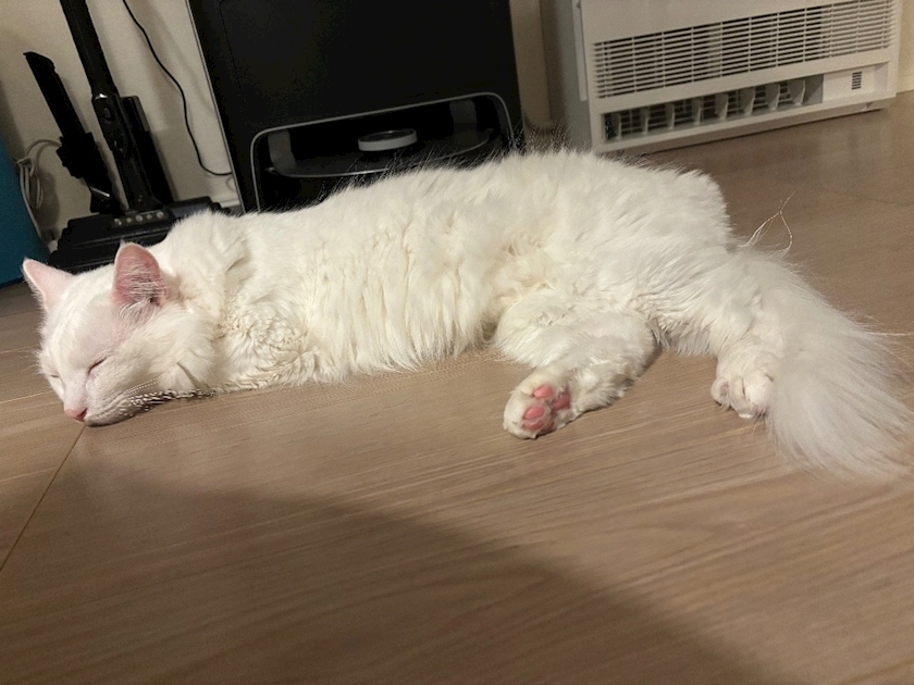 佐倉 里緒