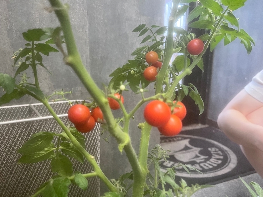 ひなた