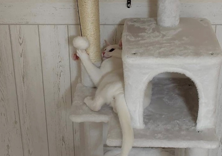 きらり
