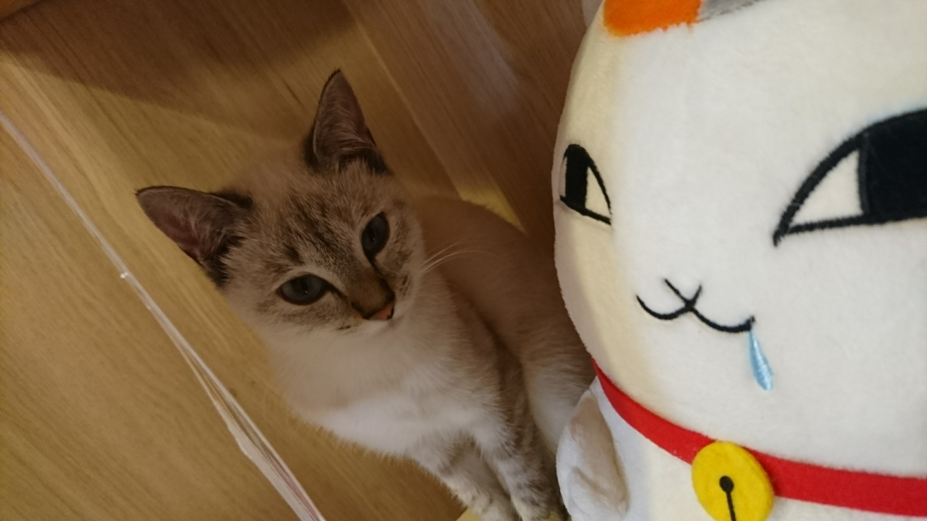 五条 椿