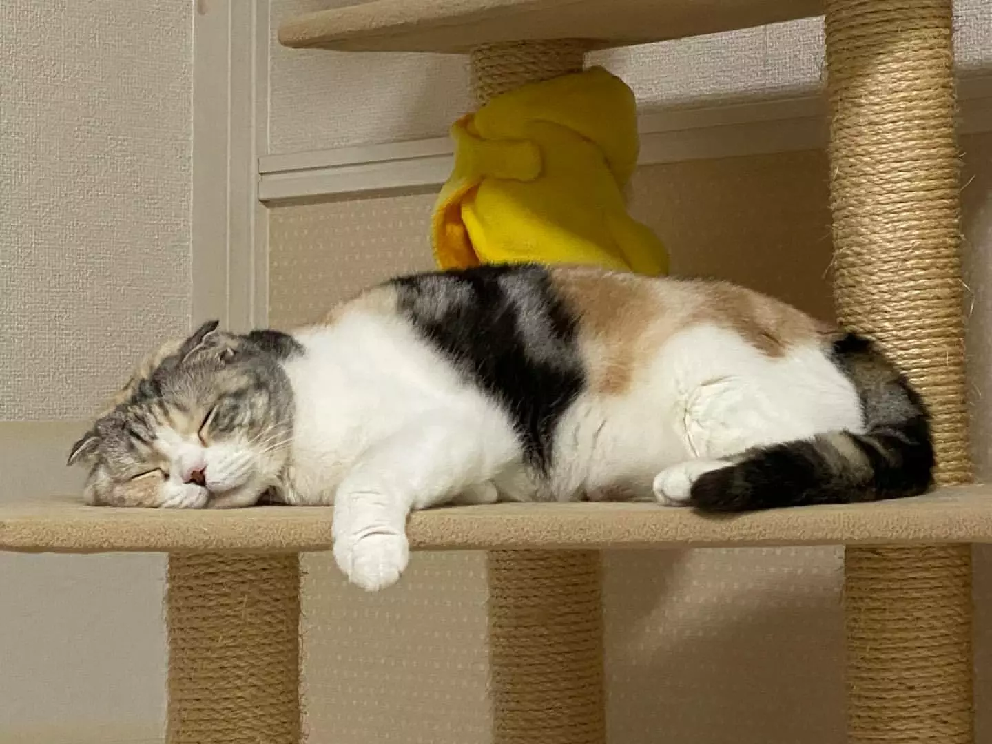 みつき