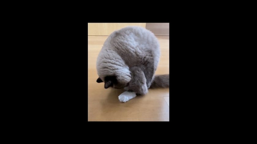 甘眠冠  しの