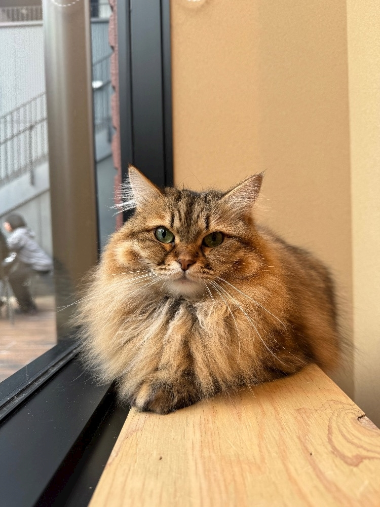 あいり