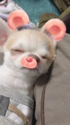 愛乃 悠稀