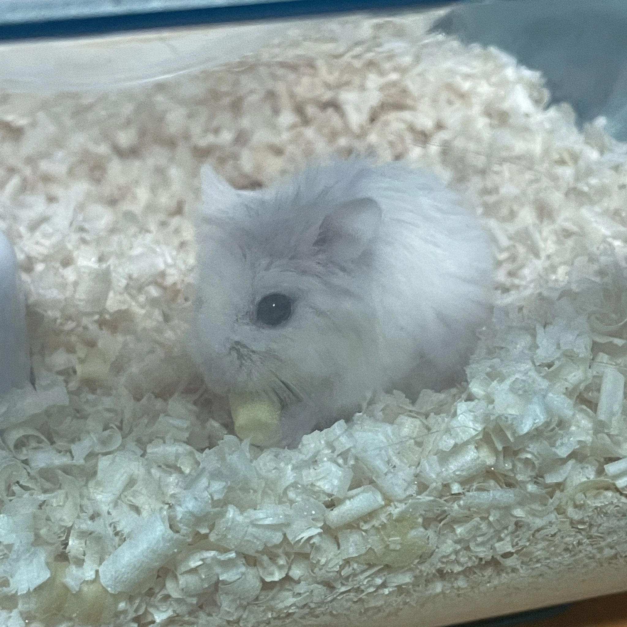 ちゃお
