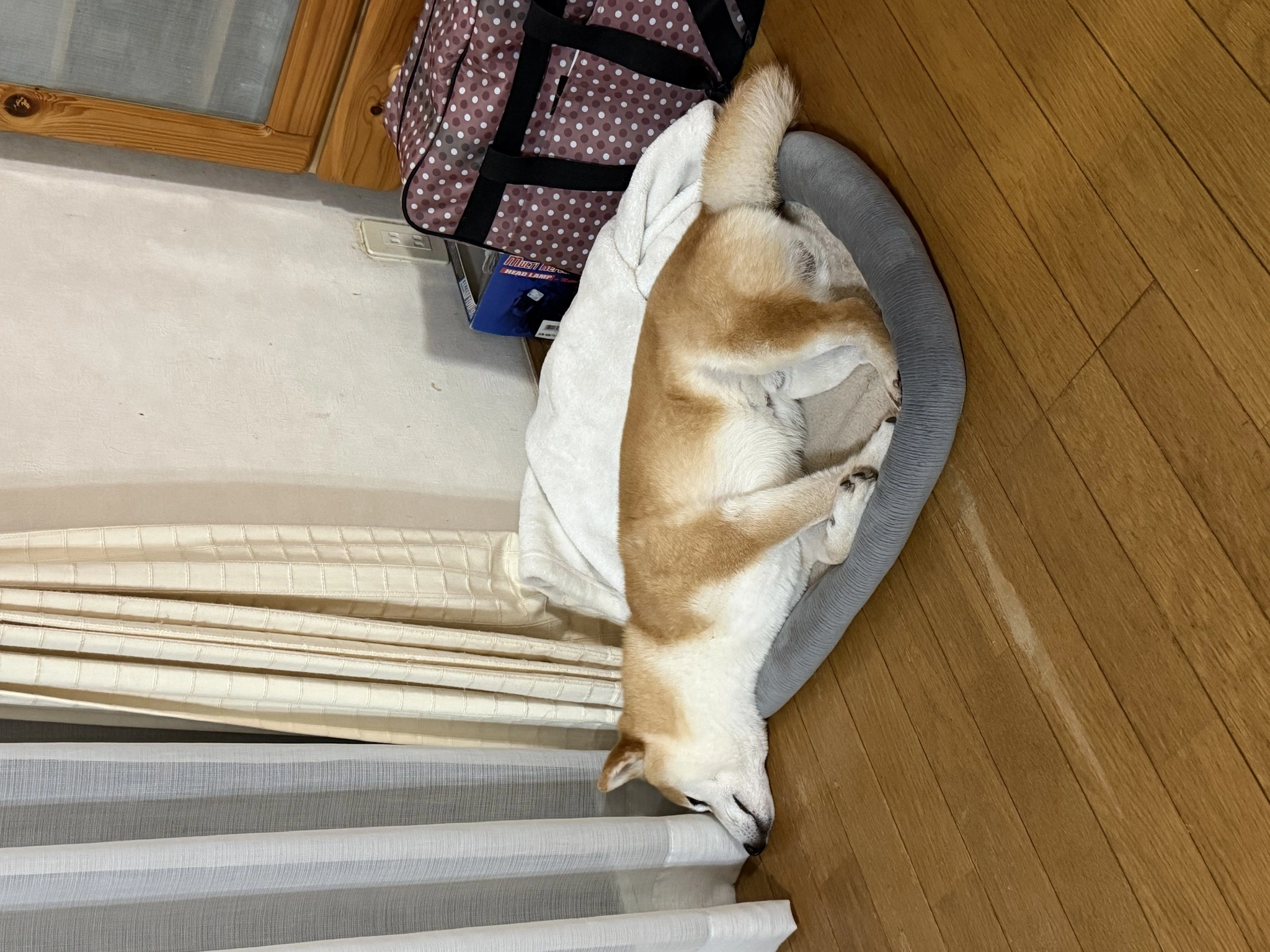沓澤 愛怜那
