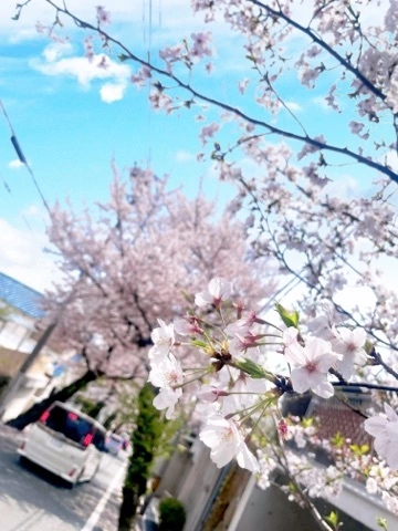 えりんぎ
