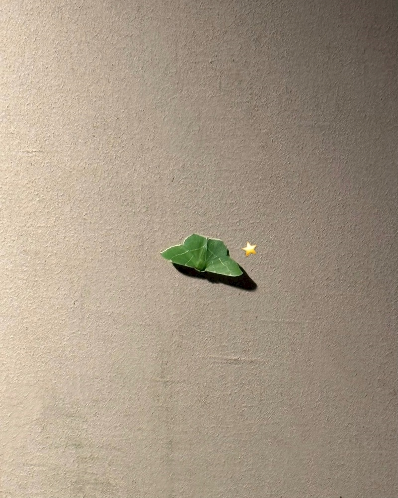 緑 四葉