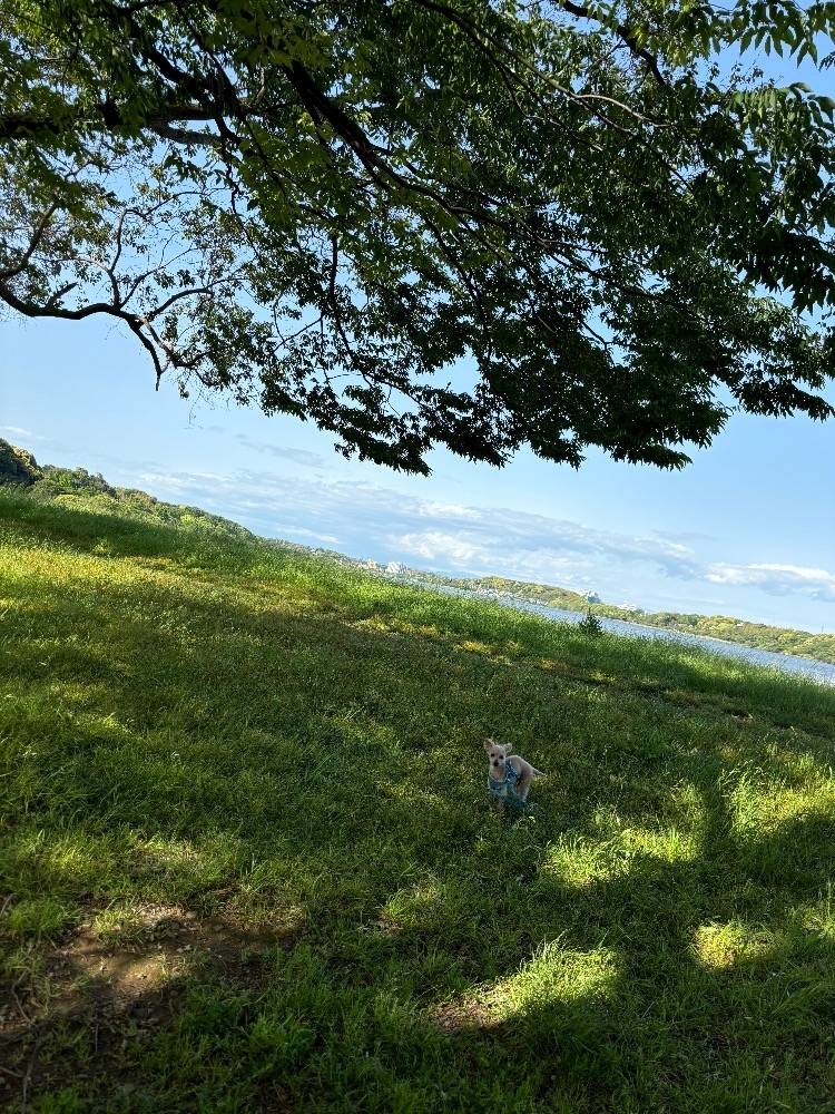 椎名 あかね