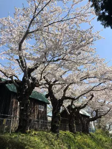長瀬 純恋