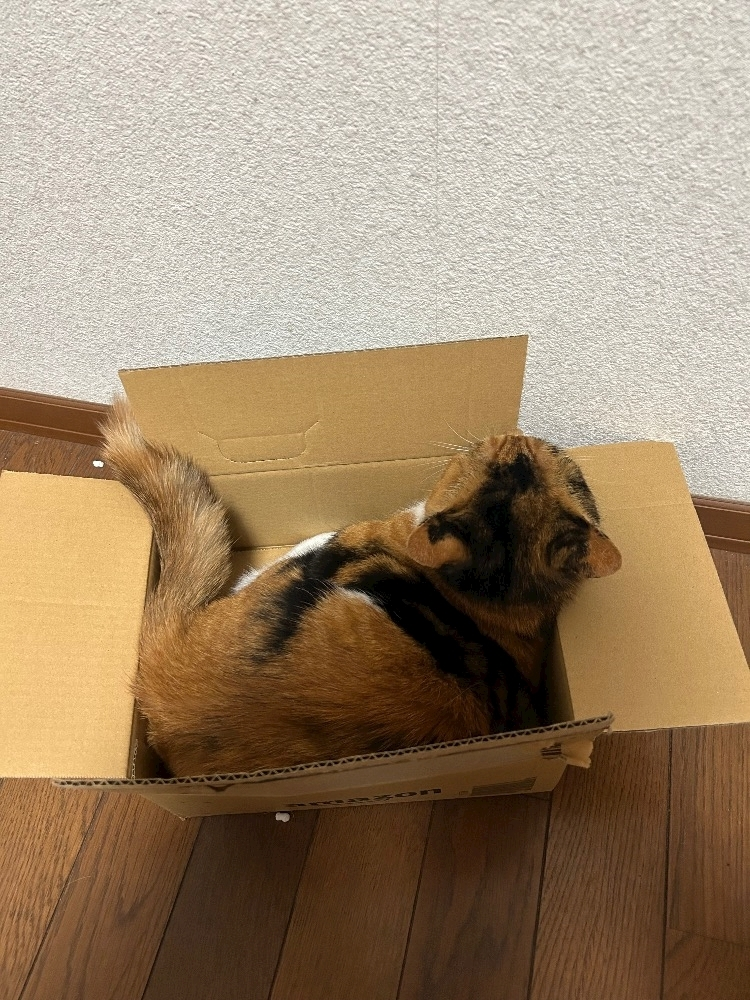 朝比奈 みく