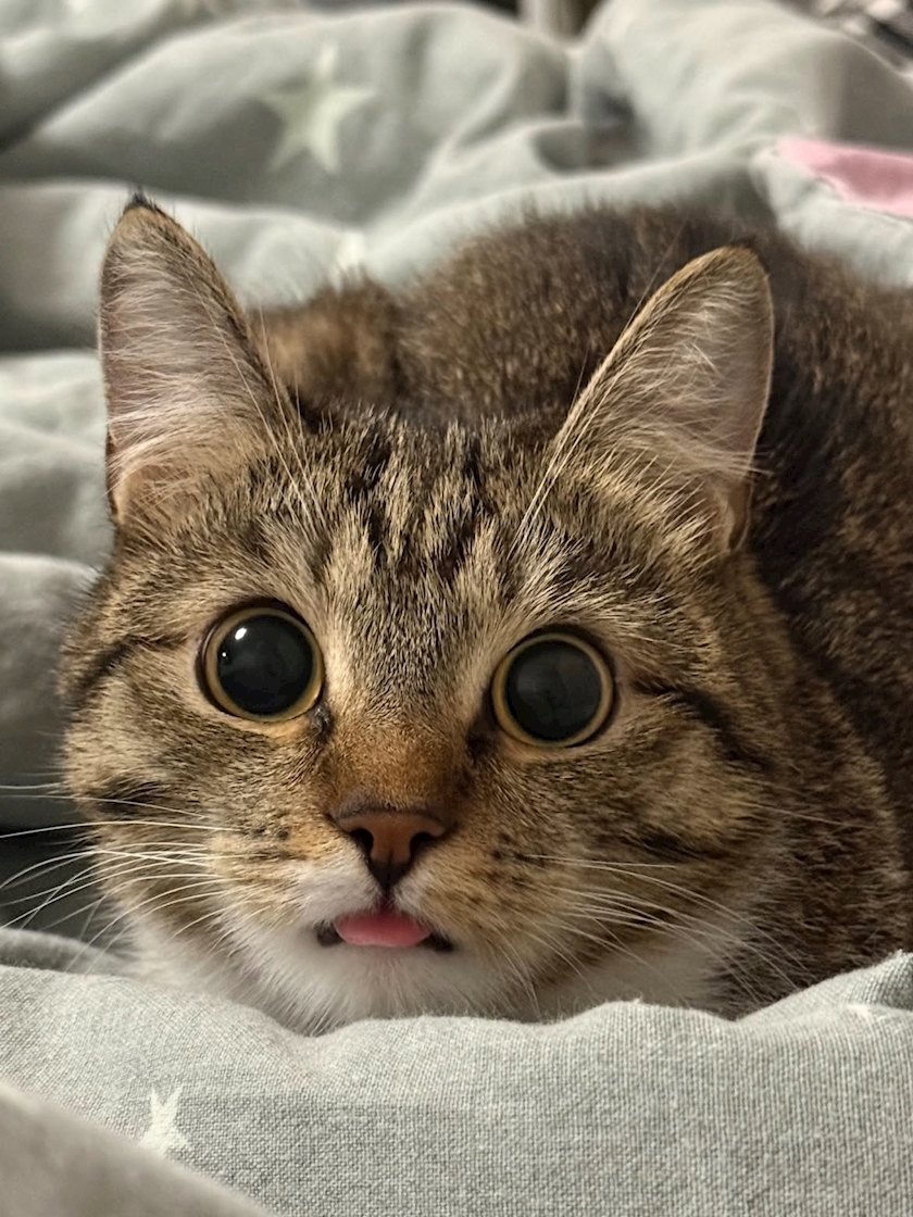 ヴィヴィ