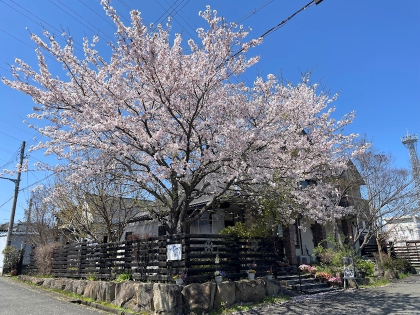 春野 じゅり