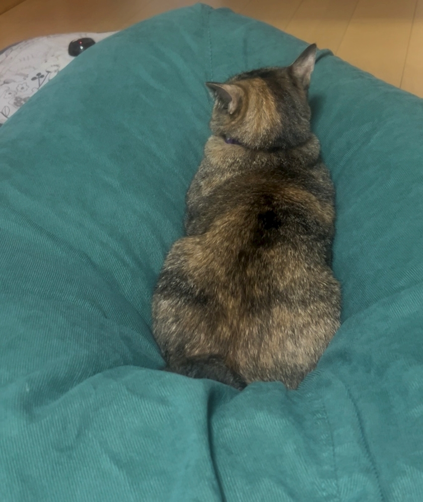セナ