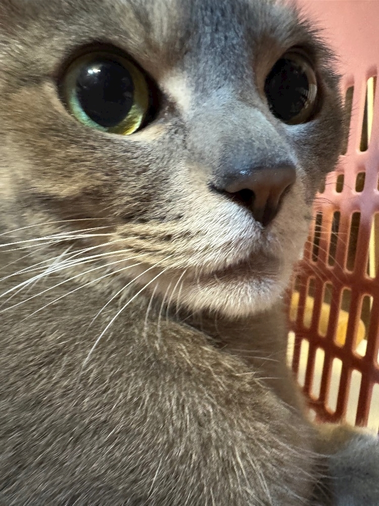 美月 ひな