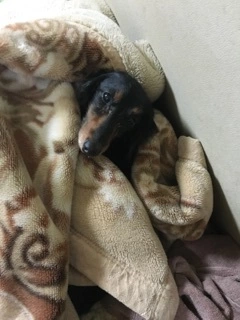 りえ