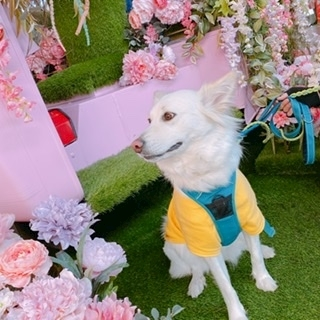 京 さゆみ