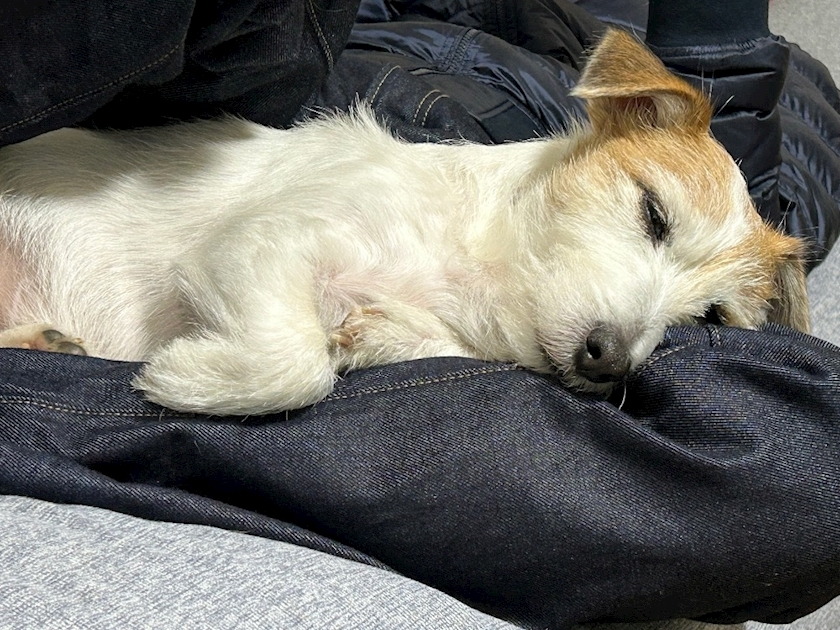 麗日 ひな