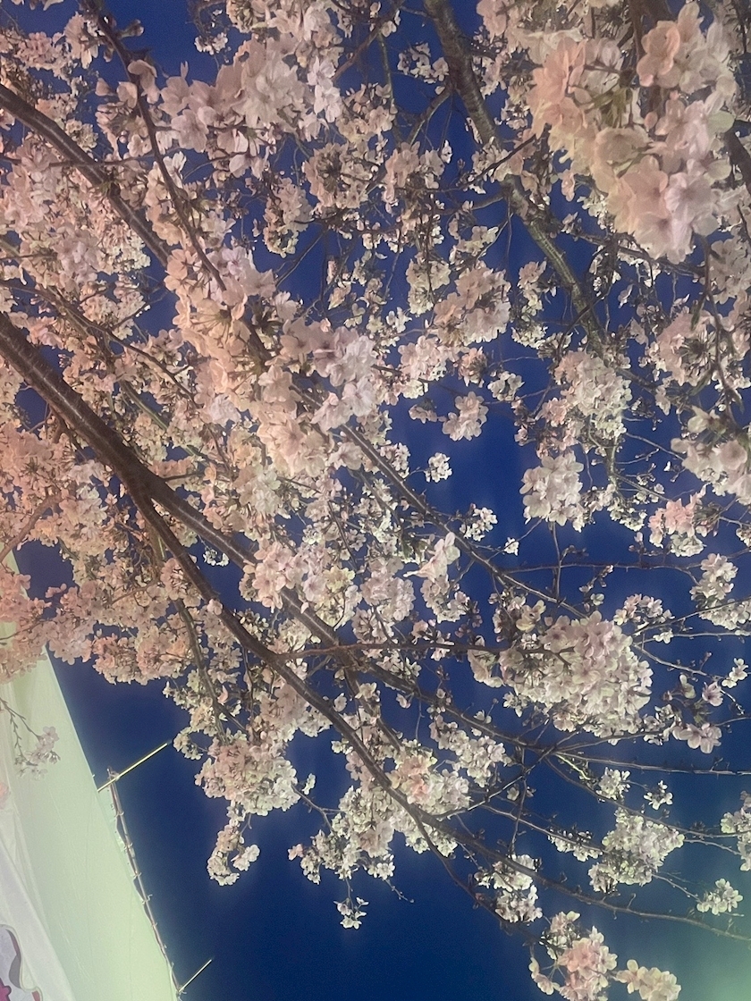 小桜 こはく