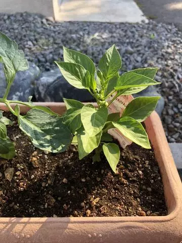 長瀬 純恋