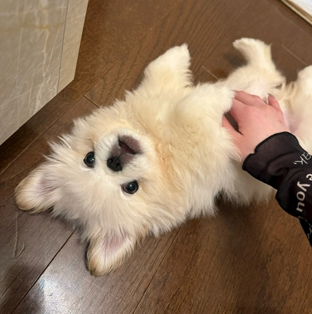 涼風 あき