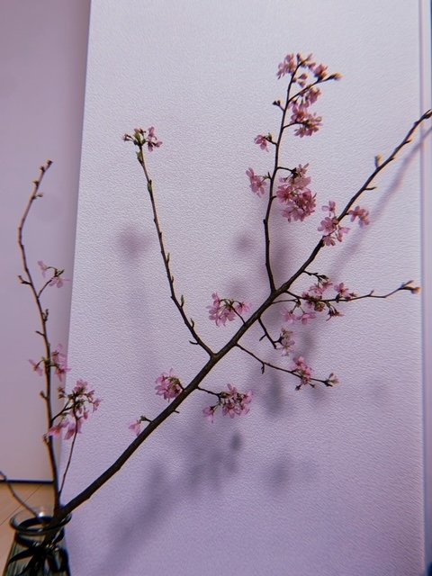 ゆきの
