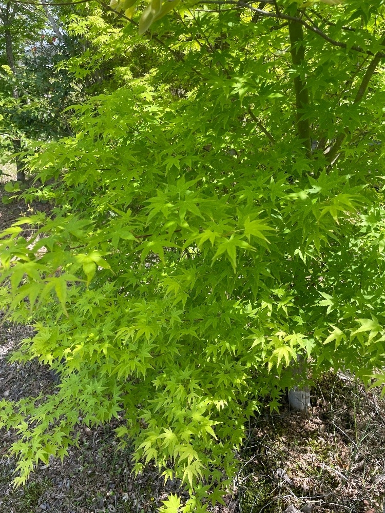 美月
