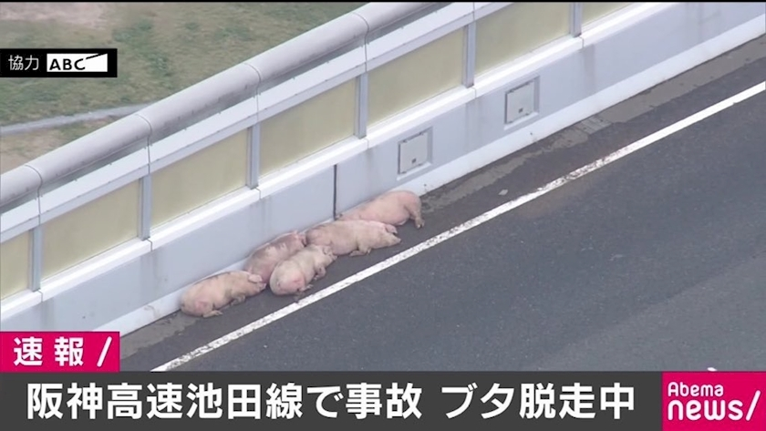 葉山 ゆうり