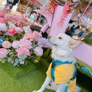 京 さゆみ