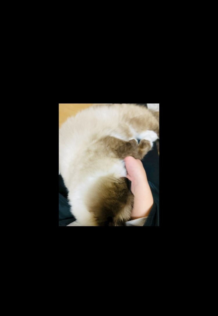 甘眠冠  しの
