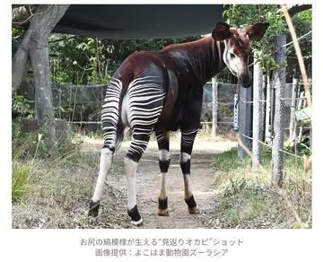 ひな