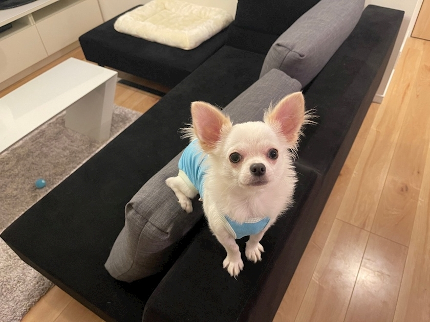 北の関まほの海