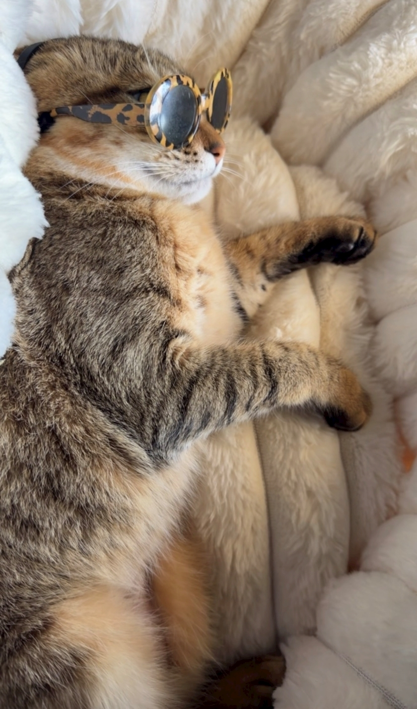 のぞみ
