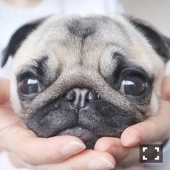愛菜