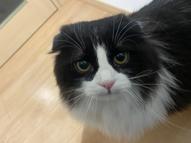 しほ