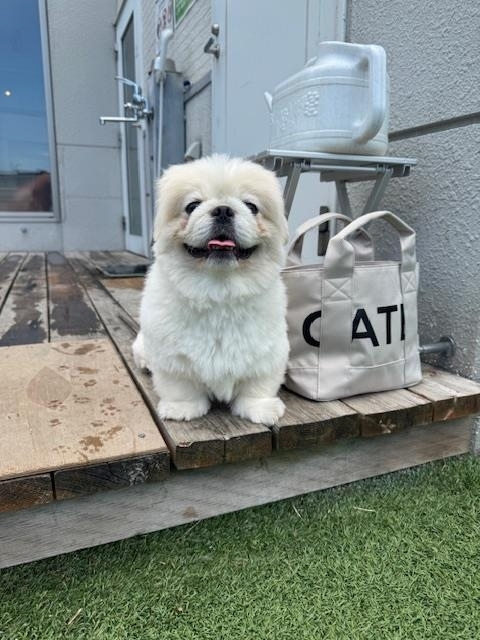 涼風 あき