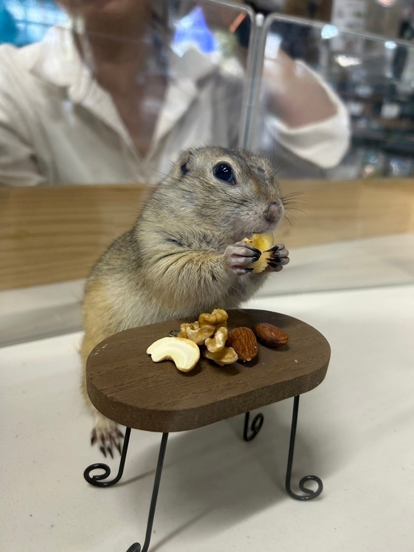 高槻 かえで