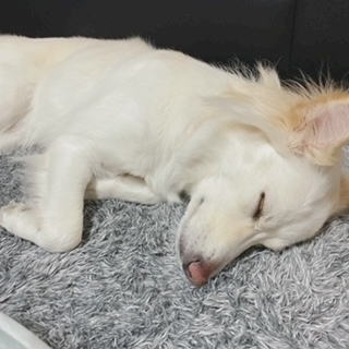 京 さゆみ