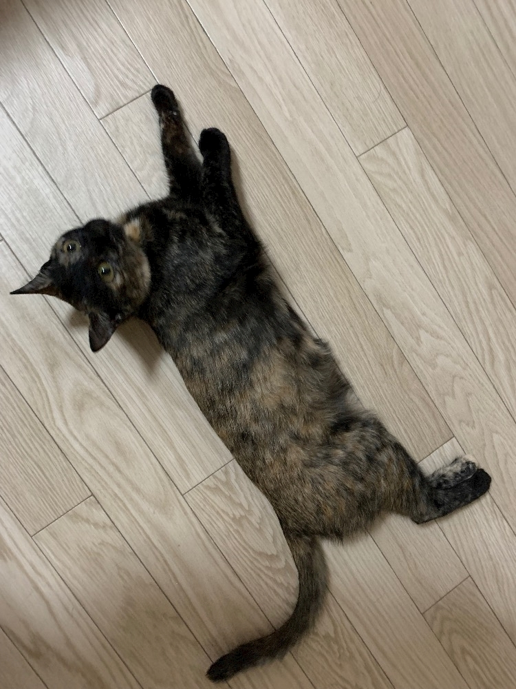 藤花 ゆの