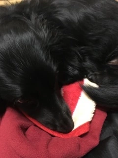 りえ